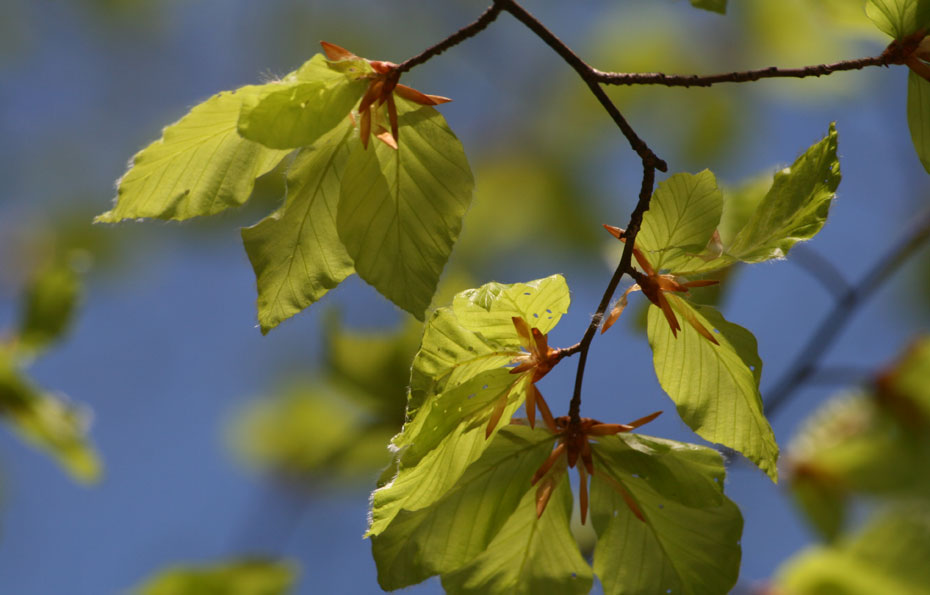 Frische und zarte Büchenblätter – der Frühling ist da