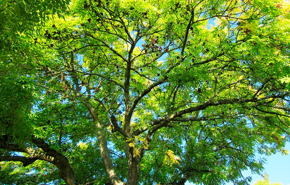 Esche Baum Rinde