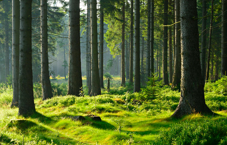 Rinde Löst Sich Vom Baum