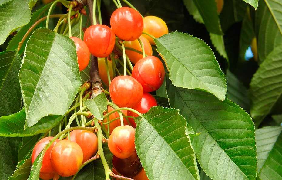 Baum Bunte Blätter