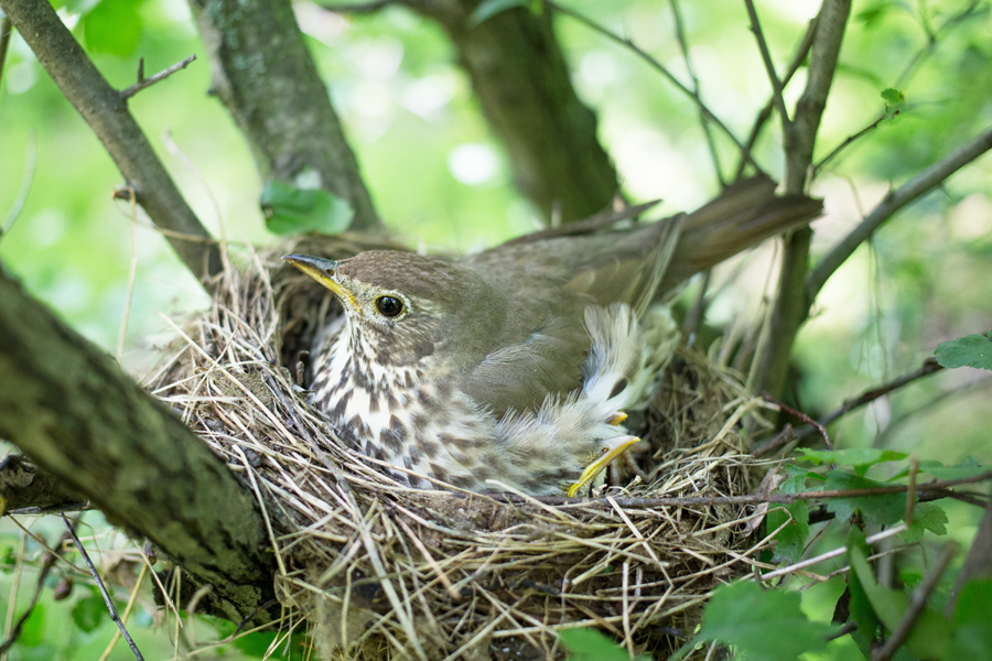 Betten-mit-Nestgefühl Betten-mit-Nestgefühl