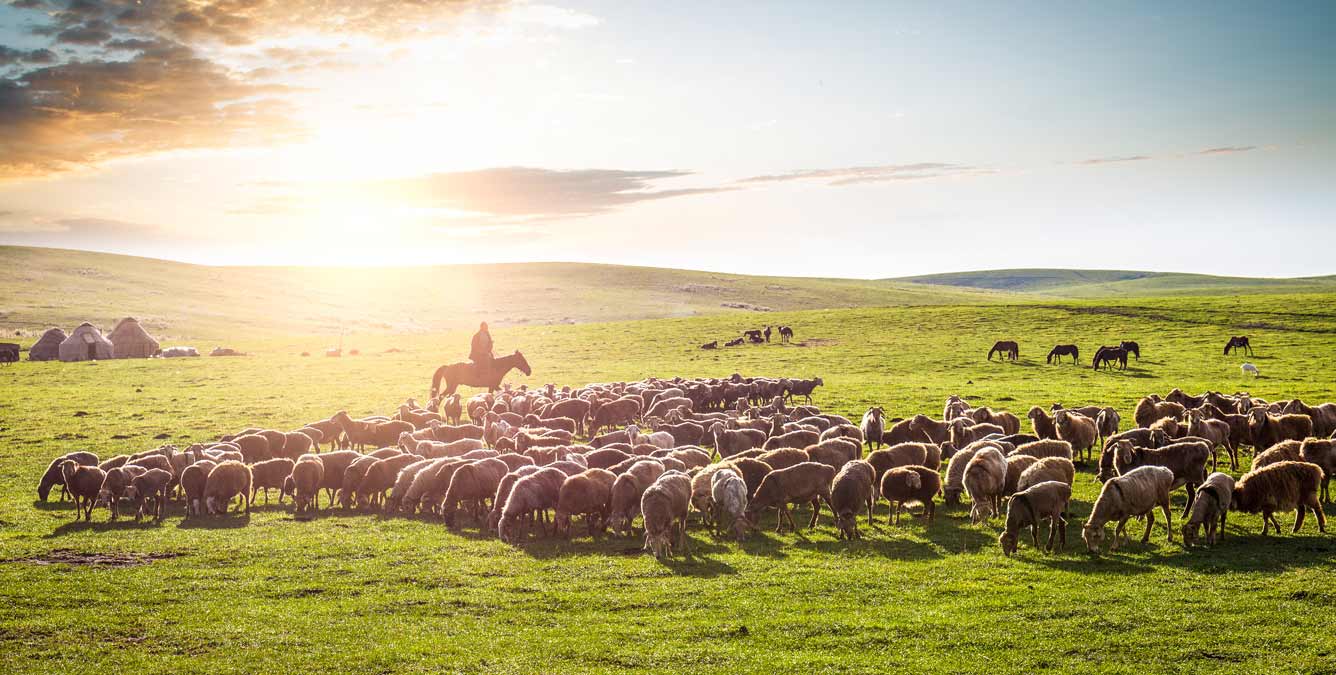 WOOLZEIT-Wolldecken-aus-naturbelassener-Schafschurwolle von der Mongolei_