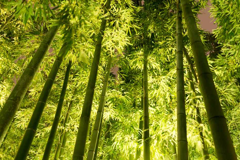 Stimmungsvoller Bambus-Wald