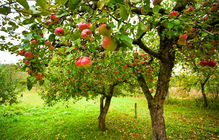 Apfelbaum-mit-Früchten