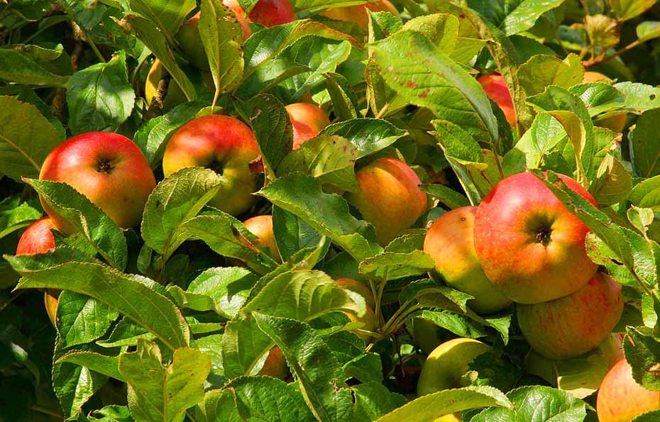 Apfelbaum_Früchte