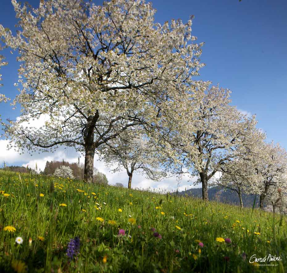 Blühende Feldkirschbäume in Blumenwiese, im Voralberg, Österreich