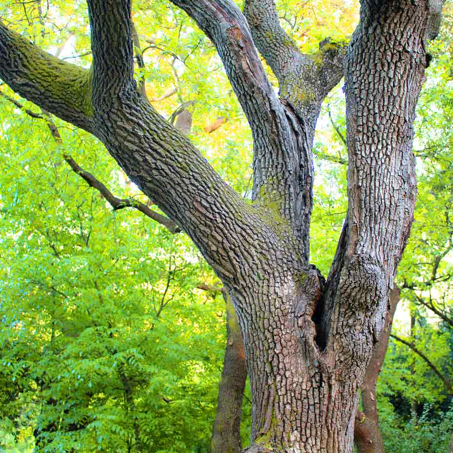 Ein verzweigter amerikanischer Nussbaum (Walnussbaum)