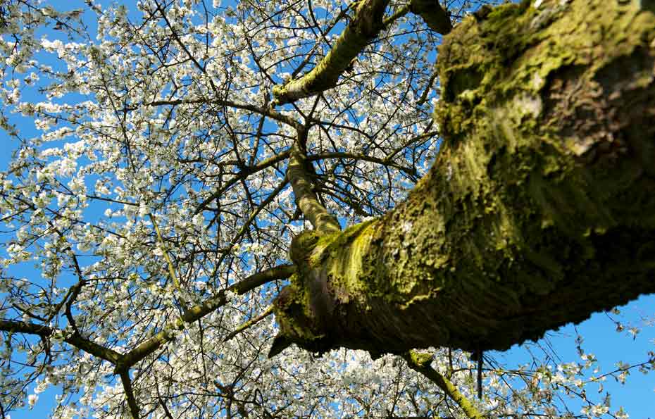 Waldkirschbaum-Blüte_Stamm mit Blüten