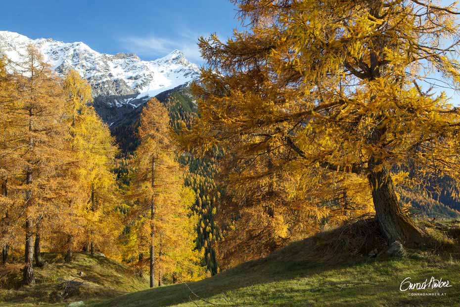 Goldener Herbst, Lärchen im Engadin, GR, Schweiz