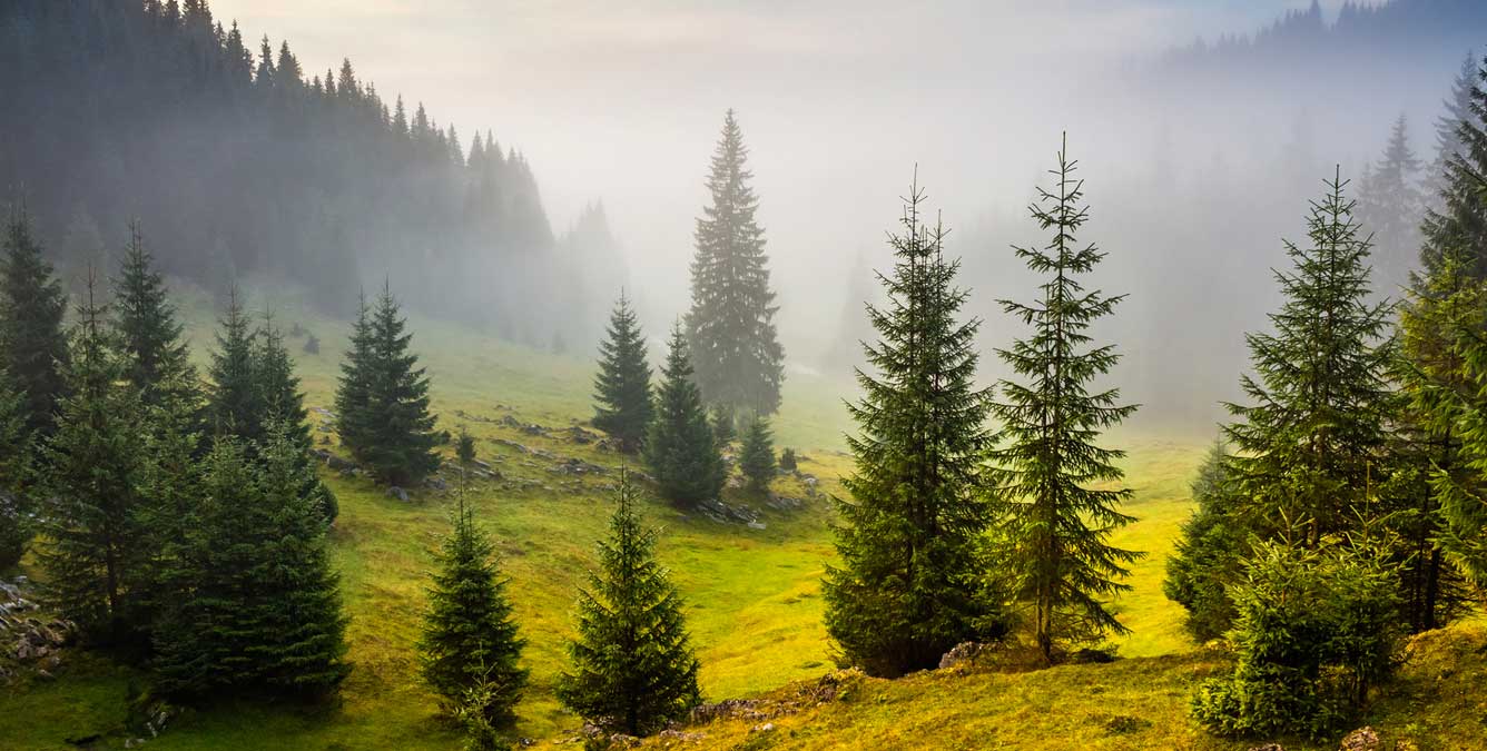 Die Fichte alles Wissenswerte vom Baum bis zum Holz