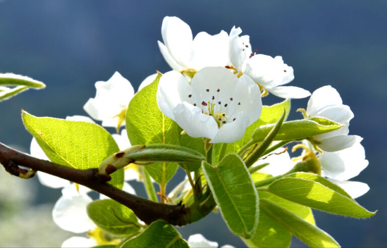 Der Birnbaum – alles Wissenswerte vom Baum bis zum Holz