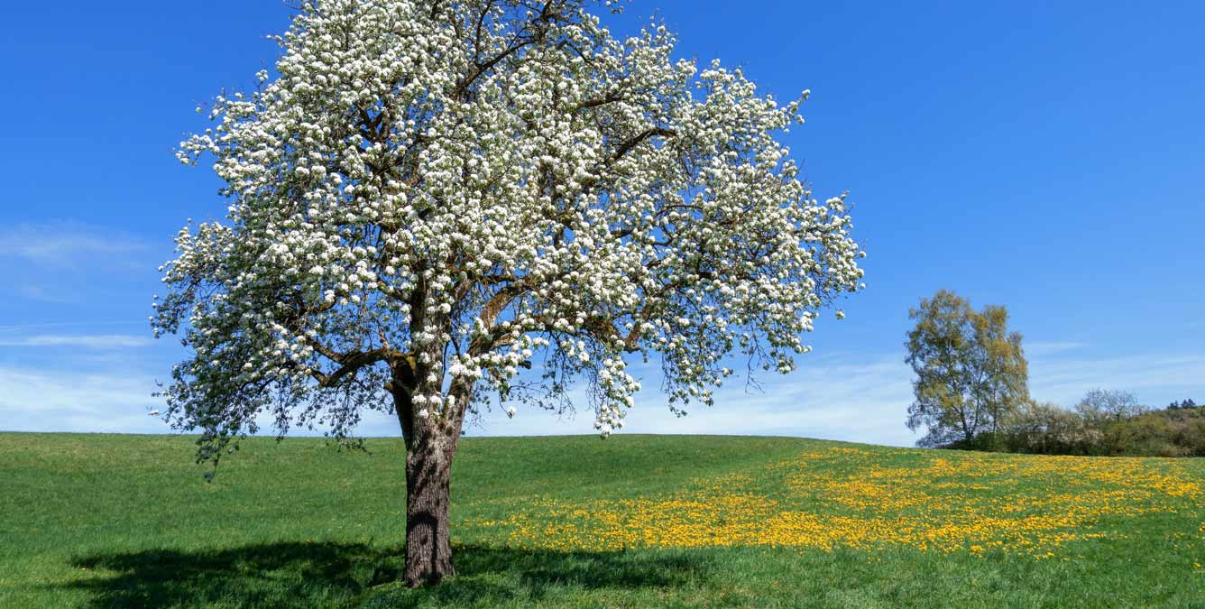 Der Birnbaum alles Wissenswerte vom Baum bis zum Holz