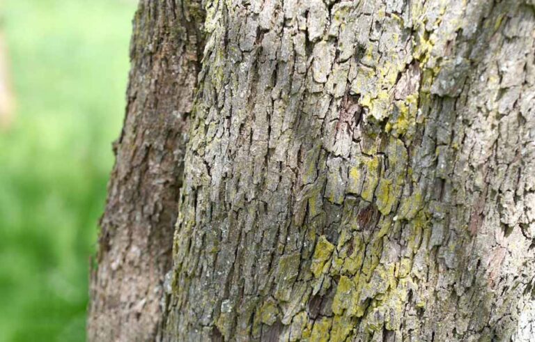 Der Birnbaum – alles Wissenswerte vom Baum bis zum Holz