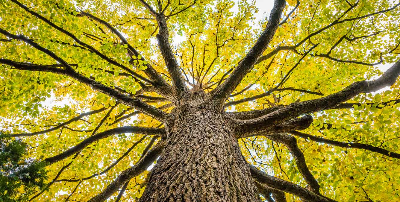 Die Ulme - alles Wissenswerte vom Baum bis zum Holz