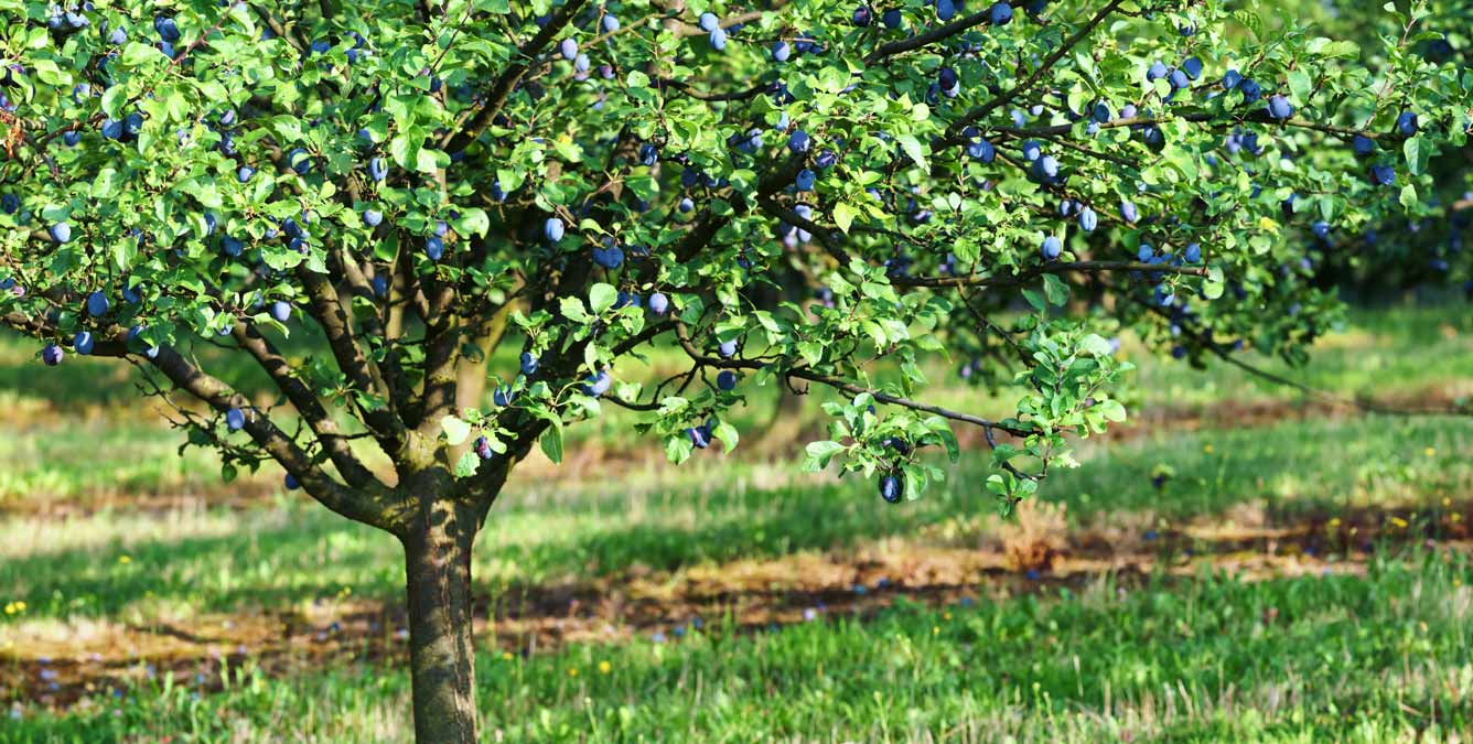 Der Zwetschgenbaum alles Wissenswerte vom Baum bis zum Holz