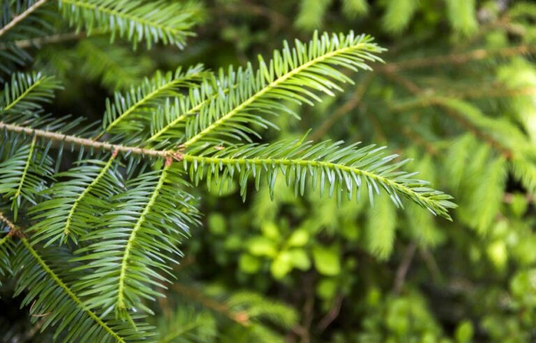 Die Tanne/Weisstanne Wissenswertes vom Baum bis zum Holz