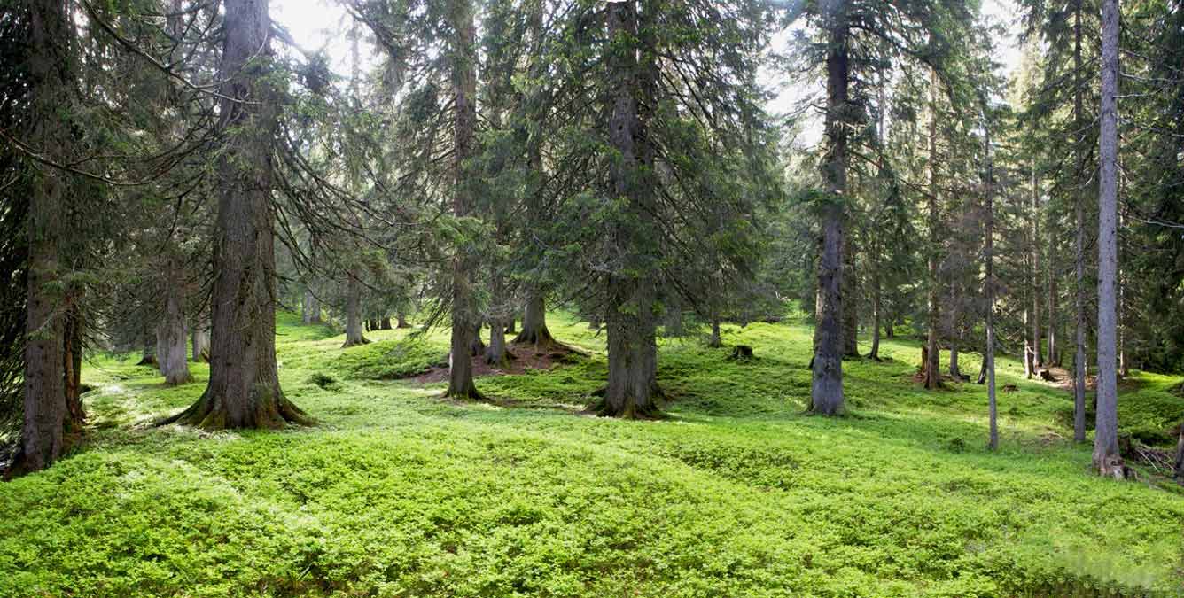 Die Tanne alles Wissenswerte vom Baum bis zum Holz