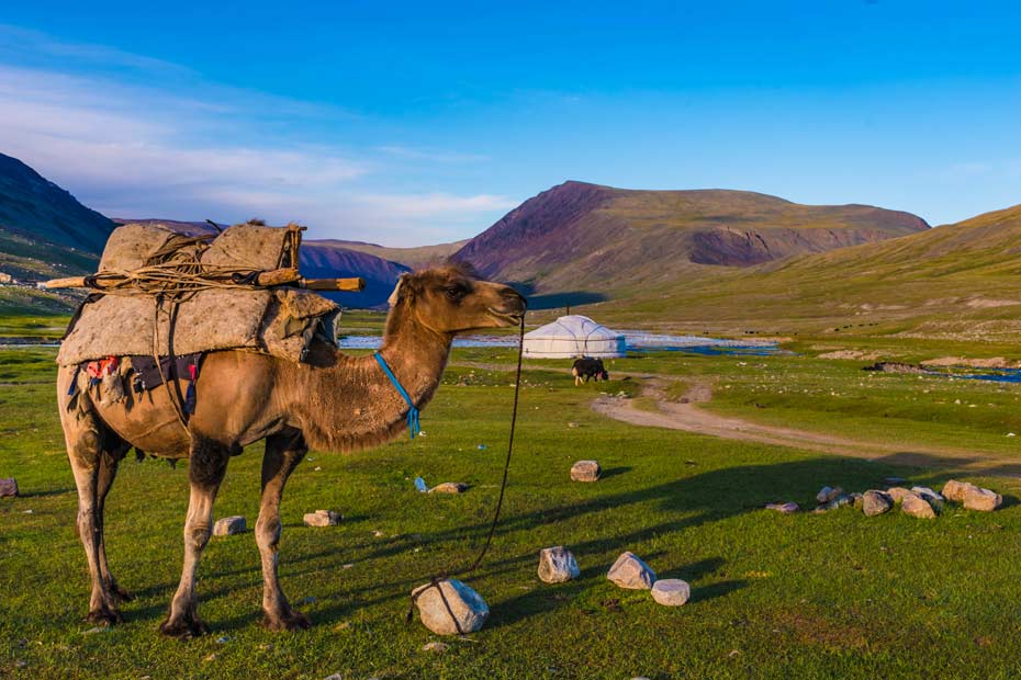 Das Kamel dient dem mongolischen Hirtenvolk auch als Lasttier.