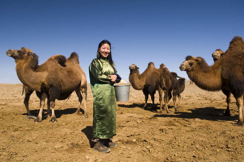 Eine junge mongolische Nomadenfrau bei ihren Kamelen.