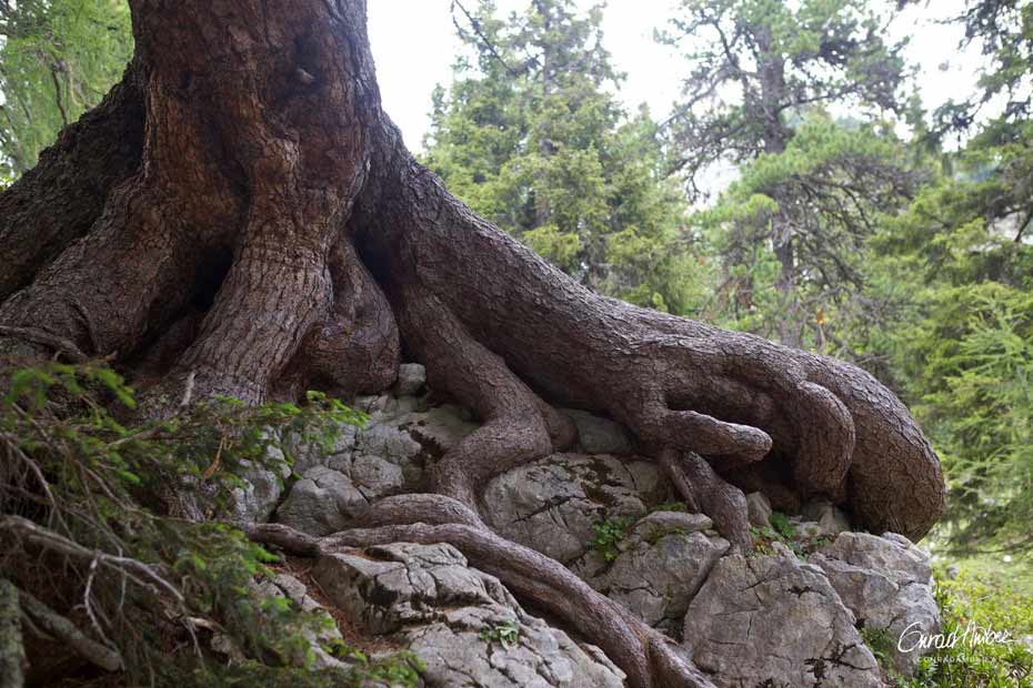 Dieses Bild zeigt eindrücklich wieso die Arve/Zirbe im englischen Sprachraum «Swiss stone pine» genannt wird.
