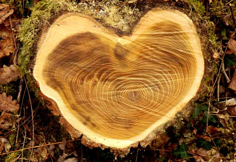 Holz-mit-Herz_Baumstrunk