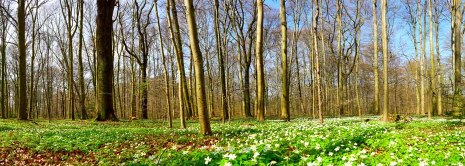 «Das Frühlingserwachen», auch im Wald eine besondere Zeit.