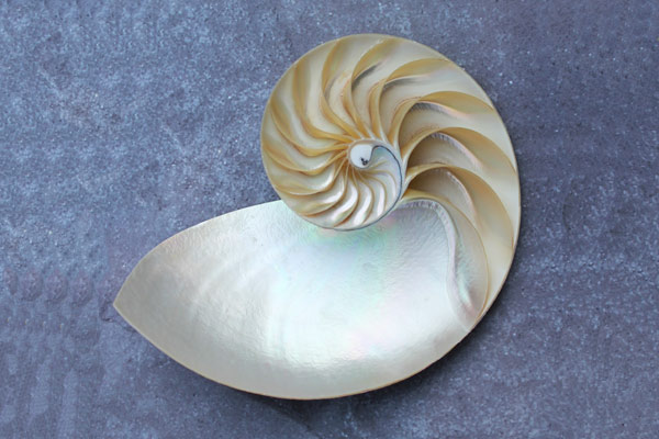 Fibonacci-Folge in der Natur (Nautilus Schnecke)