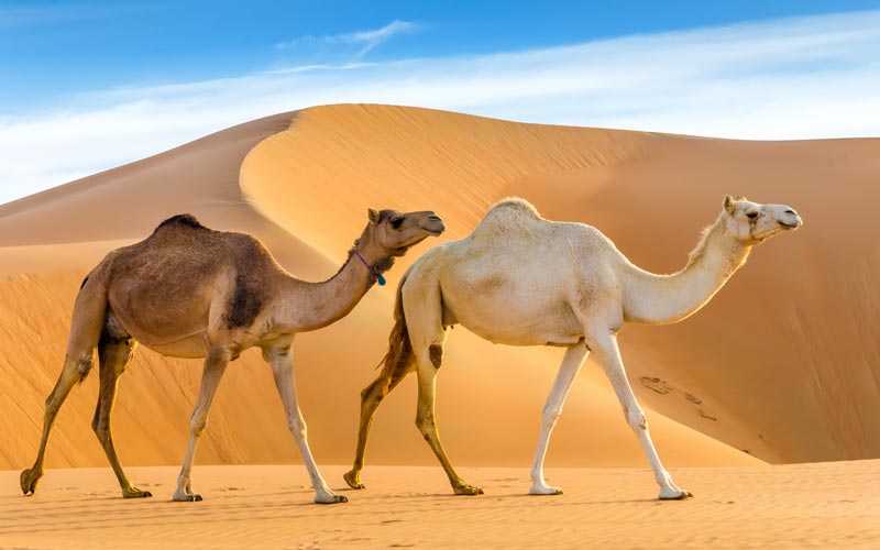 Arabisches Kamel (Dromedar) mit einem Höcker.