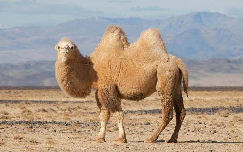 Baktrisches Kamel (Trampeltier) mit zwei Höckern.
