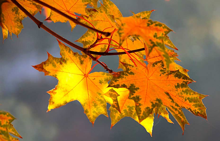 Wunderbar farbige Ahorn-Herbstblätter