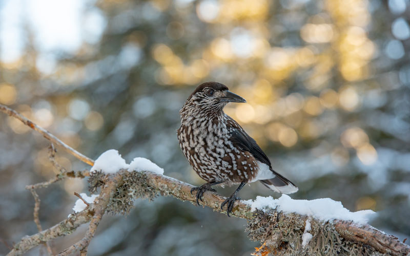 Der fleissige Tannenhäher im Winter