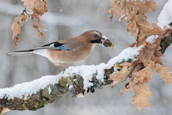 Eichelhäher mit Eichel im Schnabel