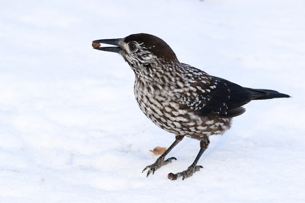 Tannenhäher mit Arvennüsschen im Schnabel