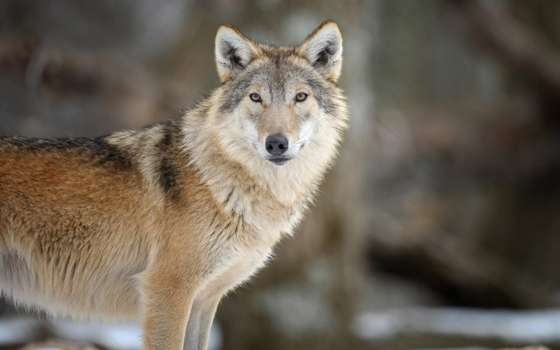 Die-Weisheit-der-Natur_HEIMisch-#150_Beitragsbild mit Wilf